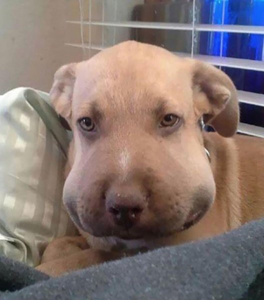 Собаку ужалила пчела