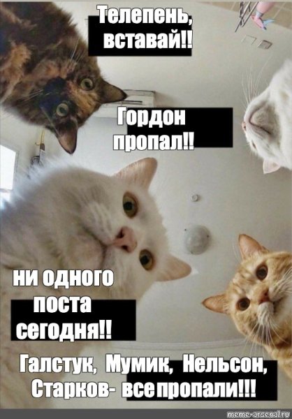 Кот потерялся Мем