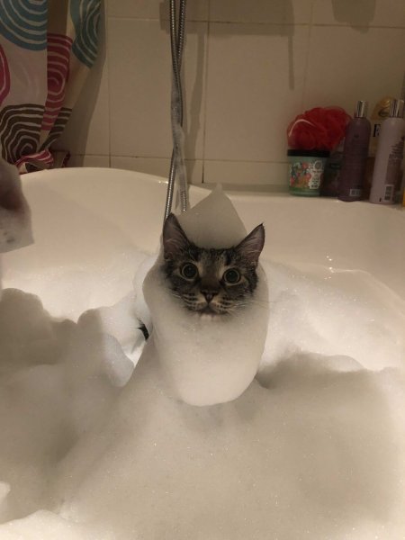 Кот в ванной