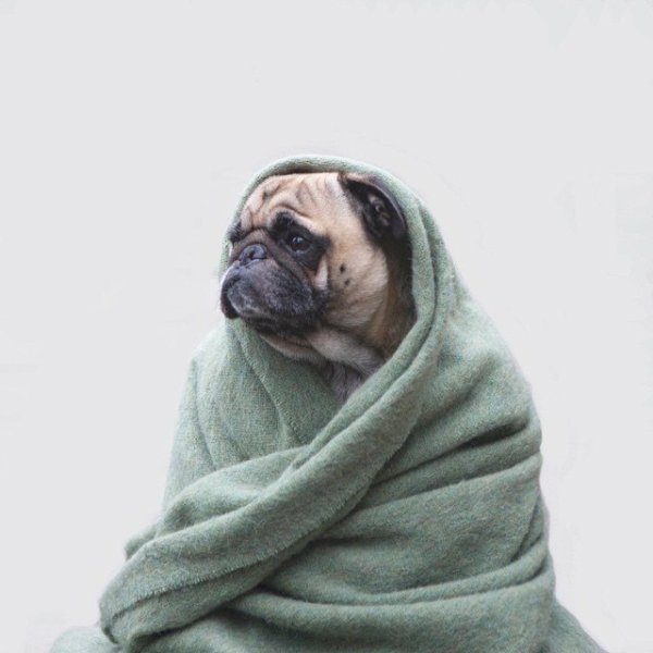 Собака укутанная в плед