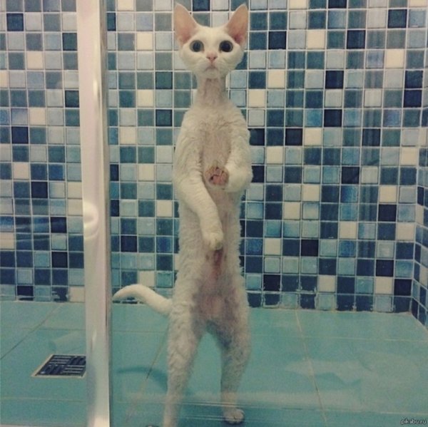 Котик в душе