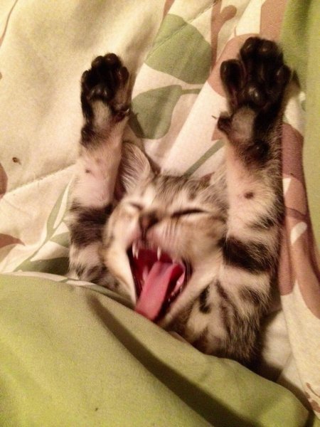 Котики смешные