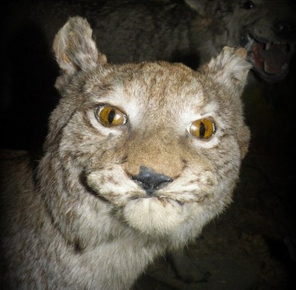 Скептическая Рысь