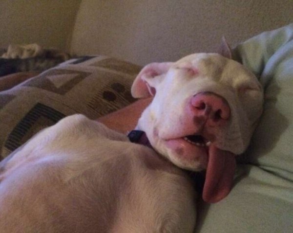 Со ака спит с высынутым языклм