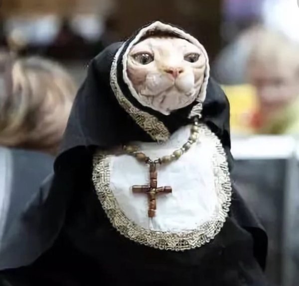 Кот в рясе