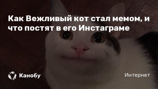 Кот ставший мемом