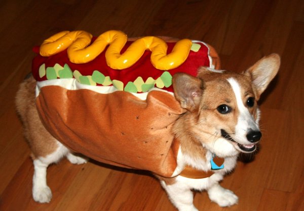 Хот дог собака