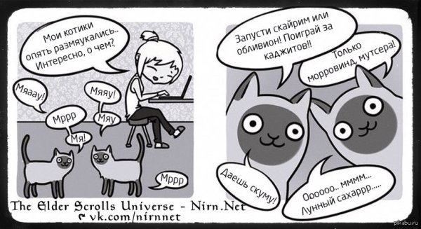 Кот и программирование Мем