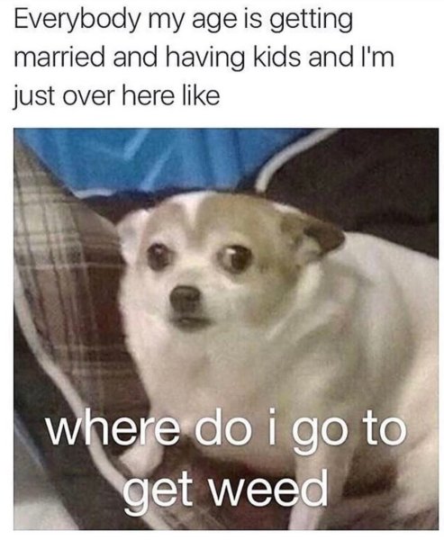 Напуганная собака Мем