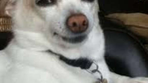 Собака с бровями