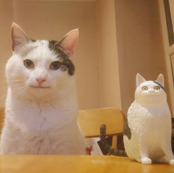 Кот Мем