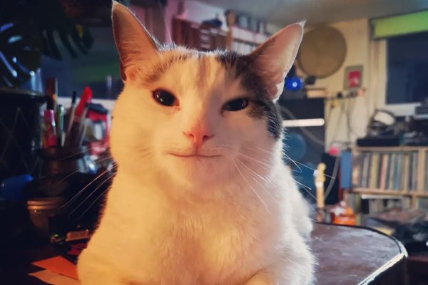 Вежливый кот Мем