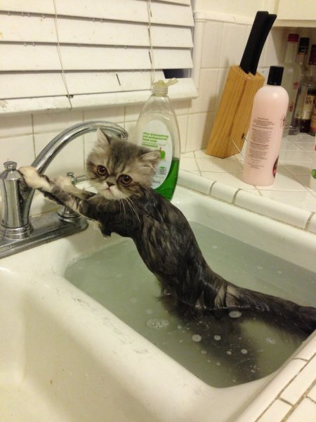 Кот в ванне