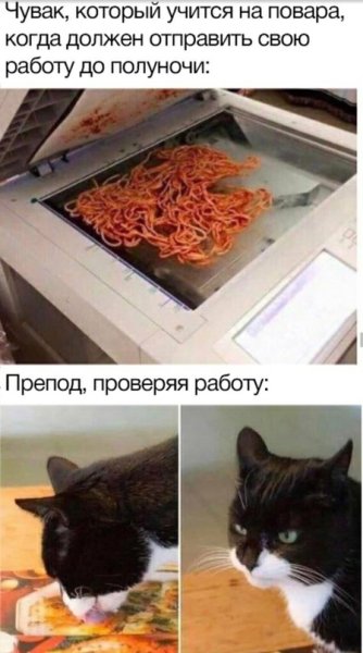 Мемы с котами и едой