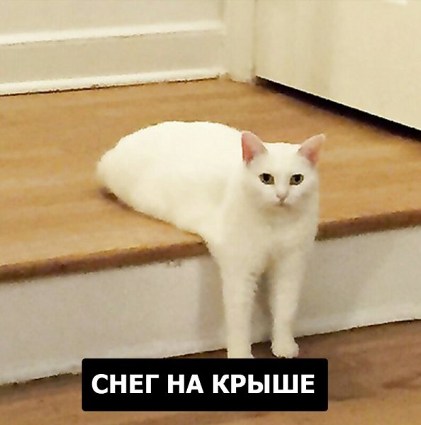 Мемы с белым котом