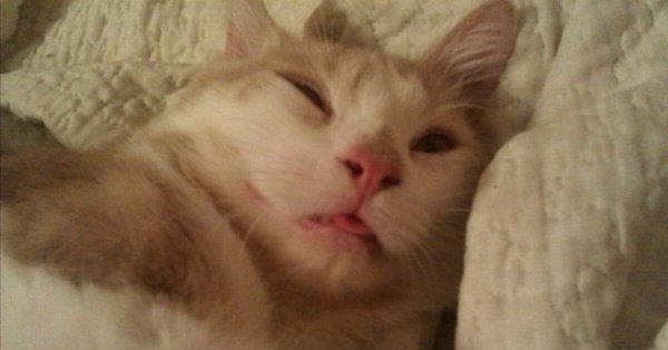 Котик проснулся