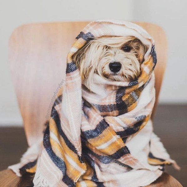 Собака укутанная в плед