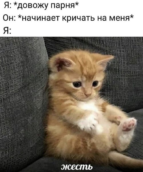 Котенок проснулся