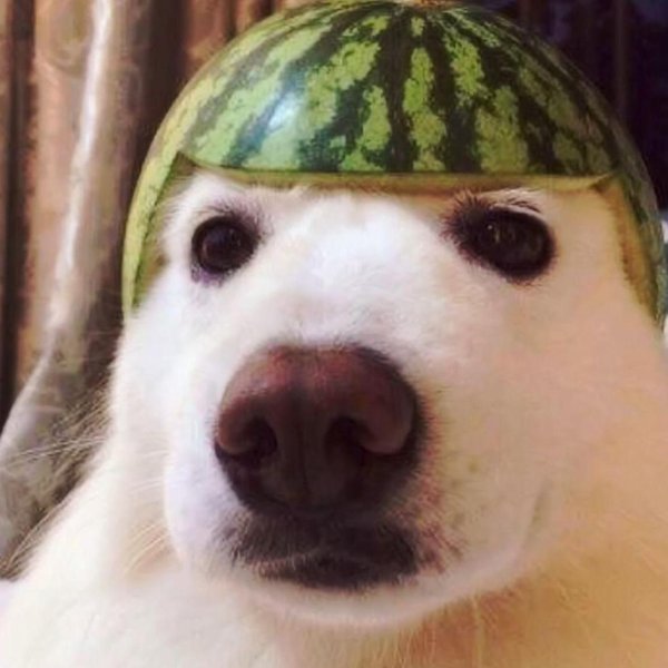 Собака с арбузом на голове