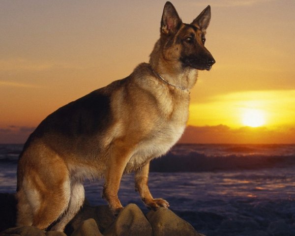 Герман Шепхерд