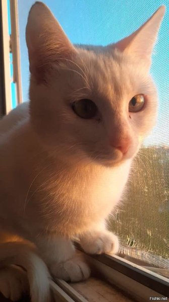 Самые смешные Кошары на свете настоящие