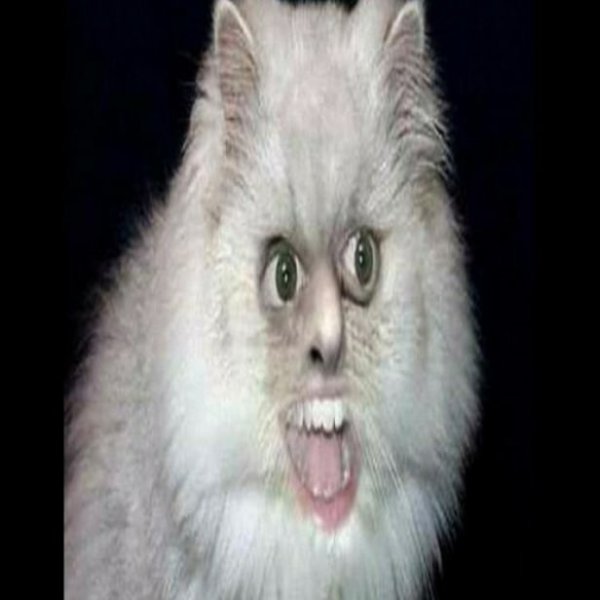 Чучело кота