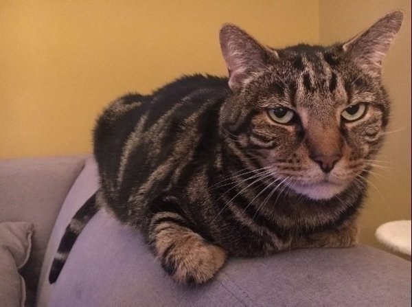 Осуждающий котик