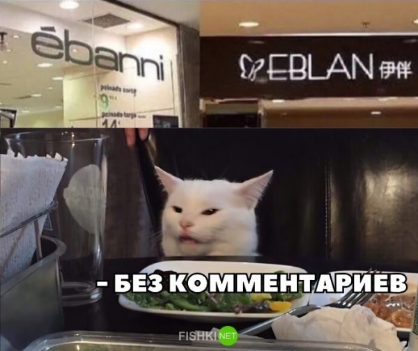 Кот отрицает Мем