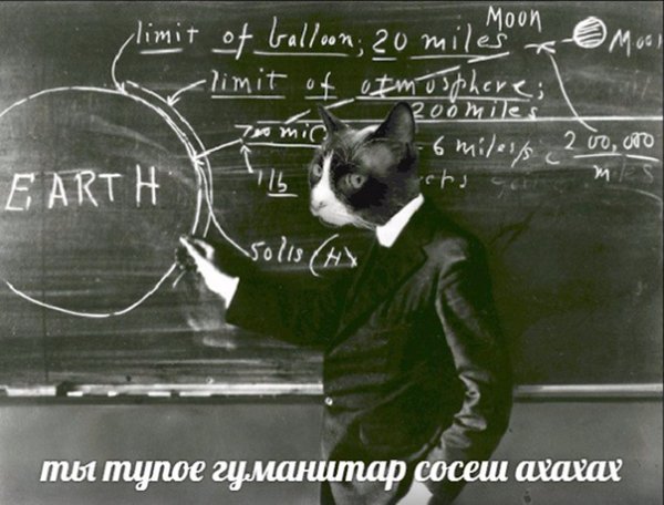 Научный котик