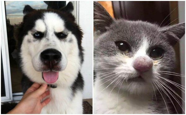 Собака которую укусила Оса