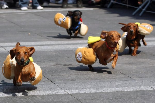 Такса в костюме хот дога