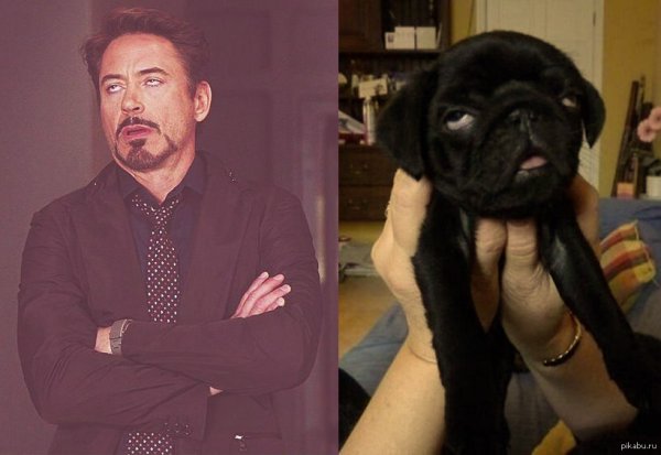 Роберт Дауни закатывает глаза