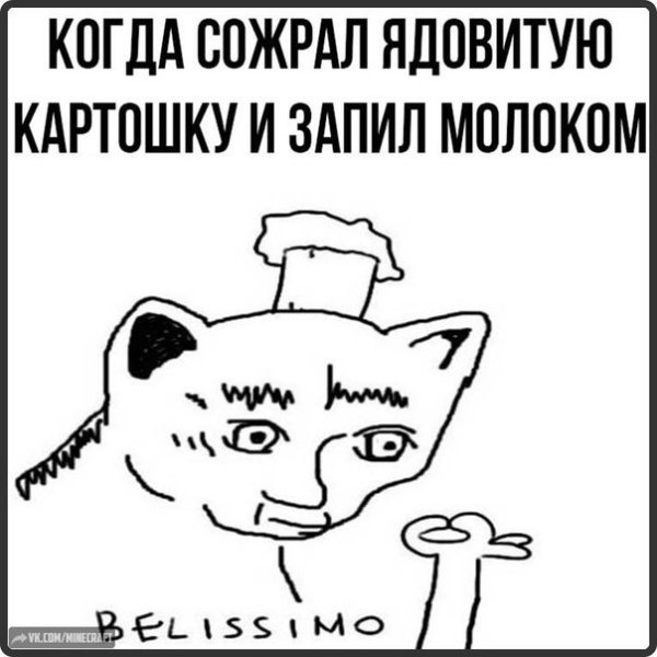 Кот итальянец