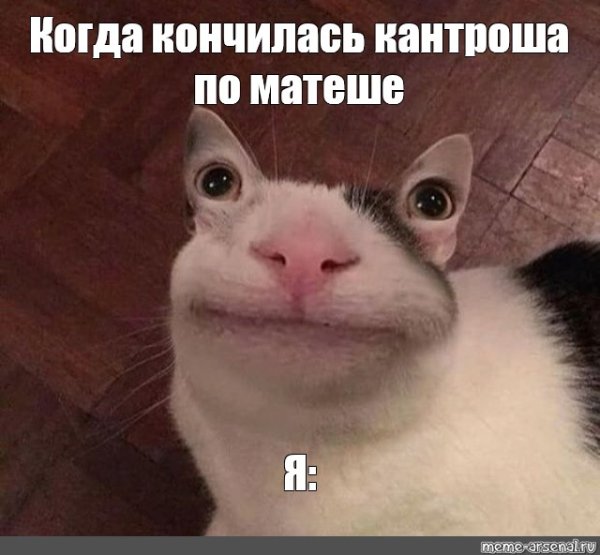 Смешные коты из мемов