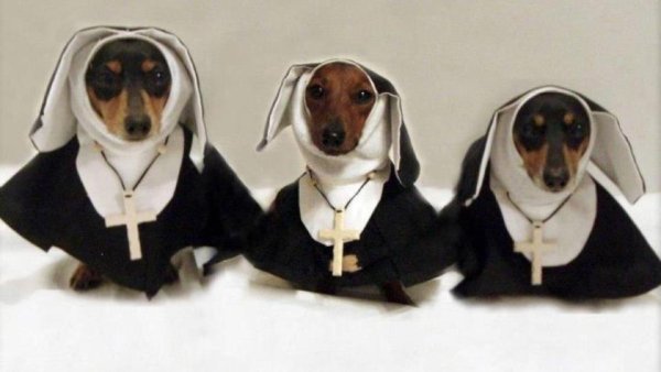 Одежда для таксы прикольная