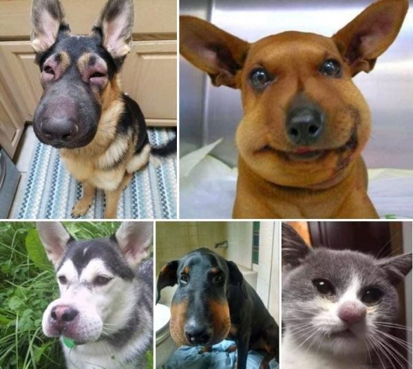 Собаку покусали пчелы