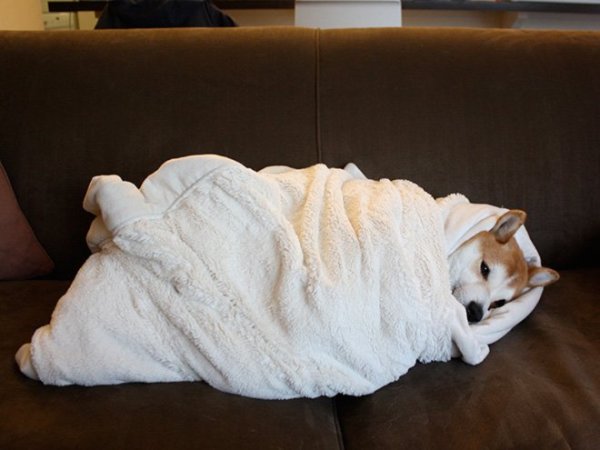 Завернут в плед