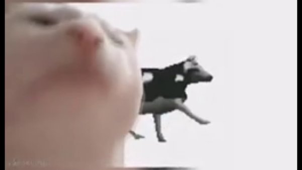 Белый кот двигает головой