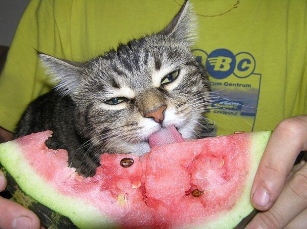 Арбузный кот