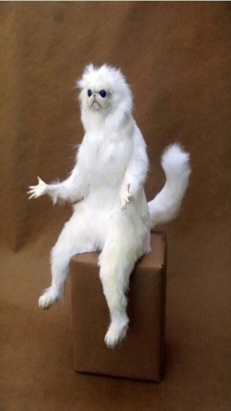 Белый кот Мем