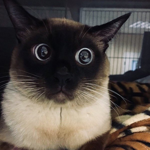 Кот с вып учеными глазами