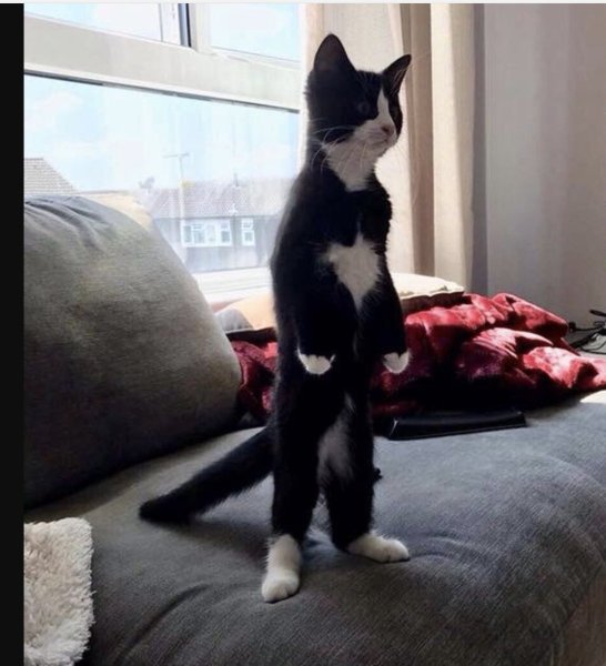 Котик стоит на задних лапах