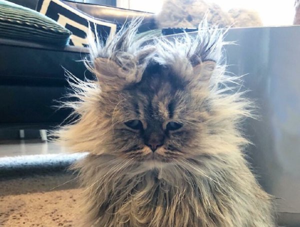 Кот выспался