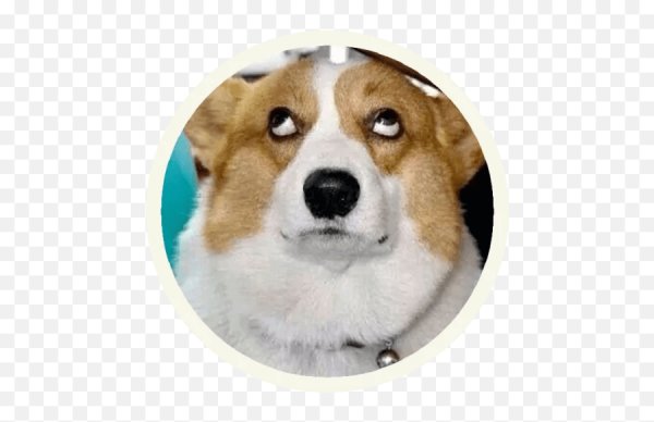 Собака закатила глаза