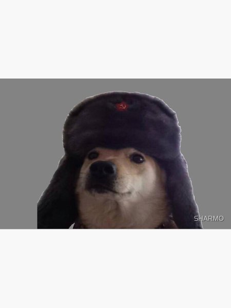 Ава собака в шапке СССР