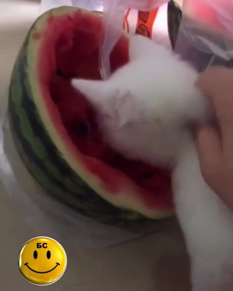 Котенок ест Арбуз