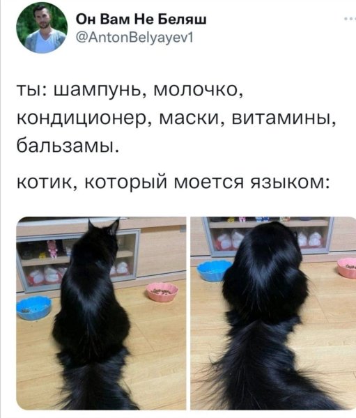 Мемы про кошачьи волосы