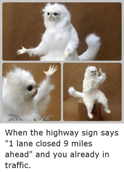 Белый кот Мем