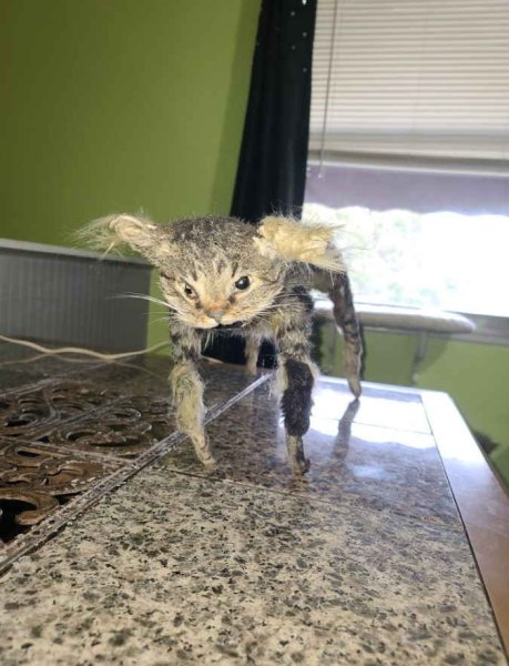 Пугающие коты