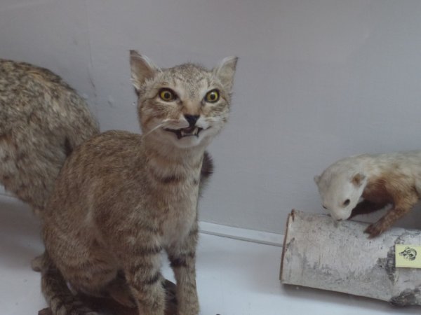 Смешные чучела животных